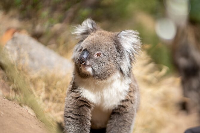 Rock Climb and Abseil - Morialta National Park - A close-to-Adelaide start at Morialta Conservation Park