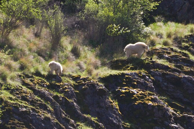 Scenic Jet Boat Tour through Hells Canyon - Wildlife watching from the boat