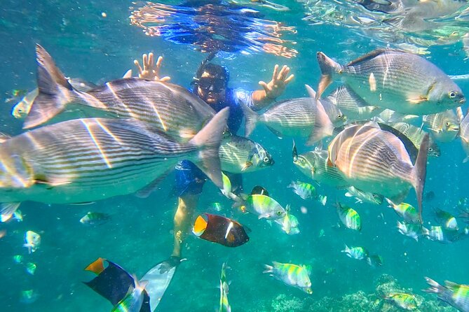 Snorkeling at Los Arcos 5 islands Hidden Beach and Cliff Jumping - Rock jumping near the Night of the Iguana site