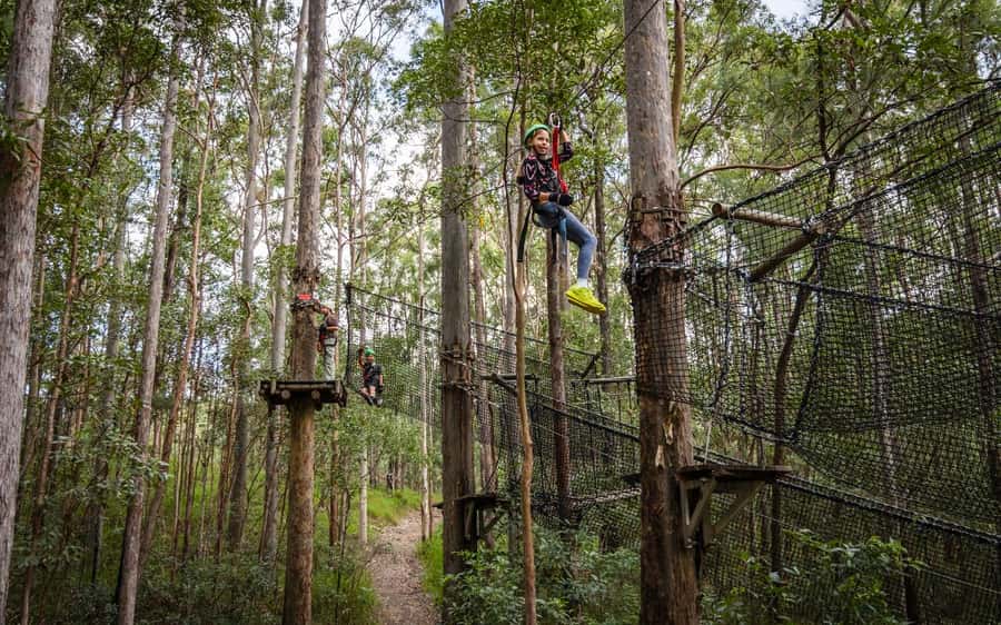 Tamborine Mountain: TreeTop Challenge Adrenaline Pass - Eight circuits, from a gentle start to the Black Circuit