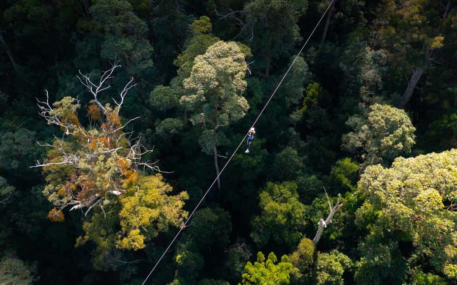 Tamborine Mountain: TreeTop Challenge Adrenaline Pass - Guides, safety, and the value of calm instruction