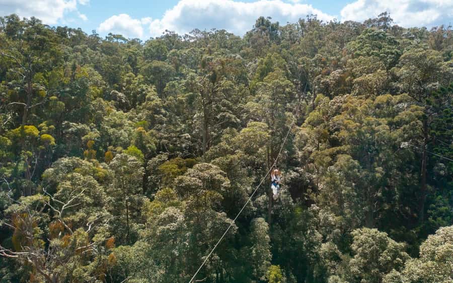 Tamborine Mountain: TreeTop Challenge Adrenaline Pass - Small details that can make the day easier