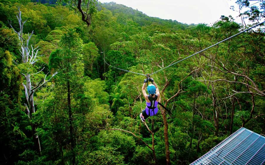 Tamborine Mountain: TreeTop Challenge Adrenaline Pass - Starting above Cedar Creek Gorge on the Canyon Flyer
