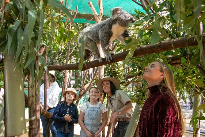 Tamborine Mountain TreeTop Challenge Adventure Park - Who will enjoy this most