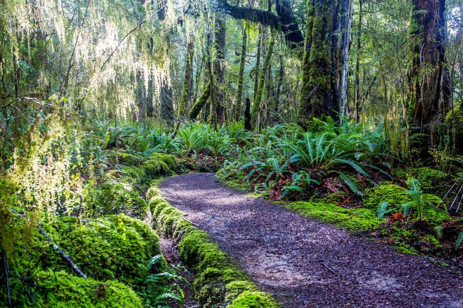 Te Anau: River Jet Boat and Bike Ride Tour with Local Guide - Riding the Lake2Lake Cycle Trail