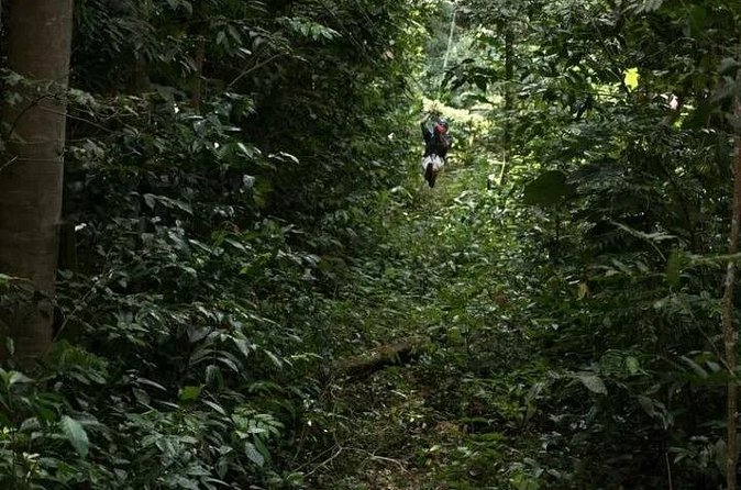 Treetop Adventure Park Canopy Tour - Rainforest views, not a nature walk
