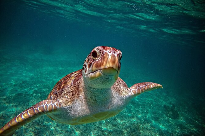 Turtle Snorkeling and Jungle Adventure with Cenote - From sea to jungle in one morning