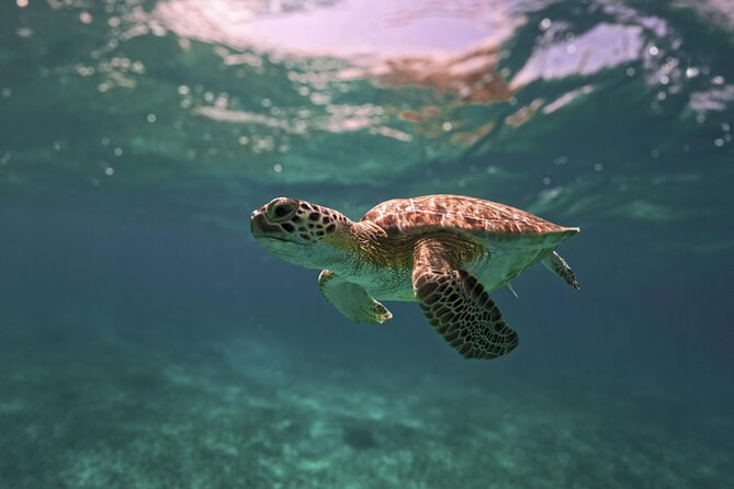 Turtle Snorkeling and Jungle Adventure with Cenote - Why the guides shape the experience