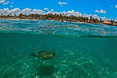 Turtle Snorkeling and Jungle Adventure with Cenote