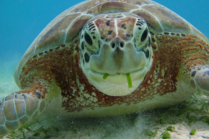 Turtle Snorkeling and Jungle Adventure with Cenote - Is $119 a fair price?